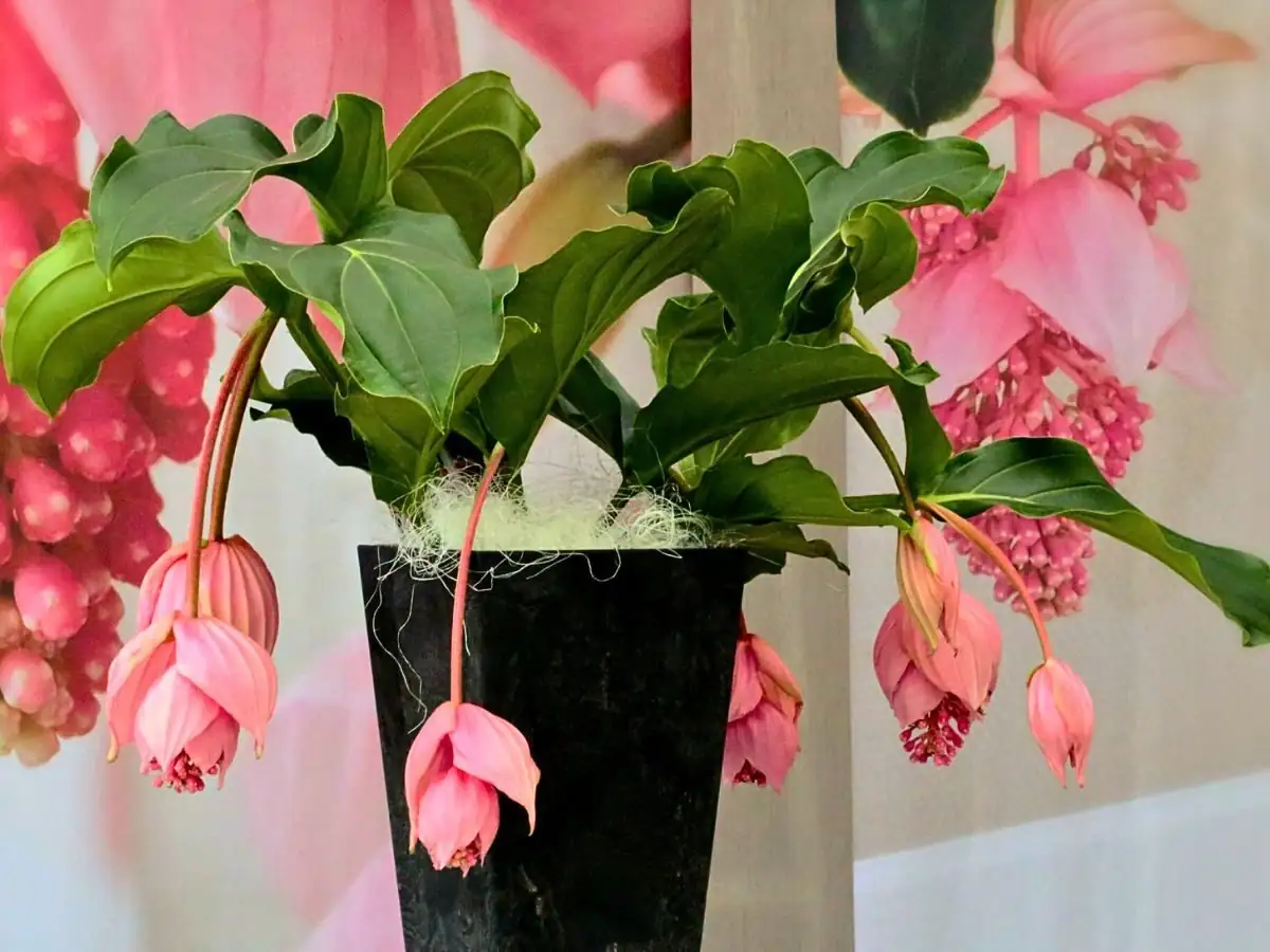 medinilla magnifica bottom watering tray