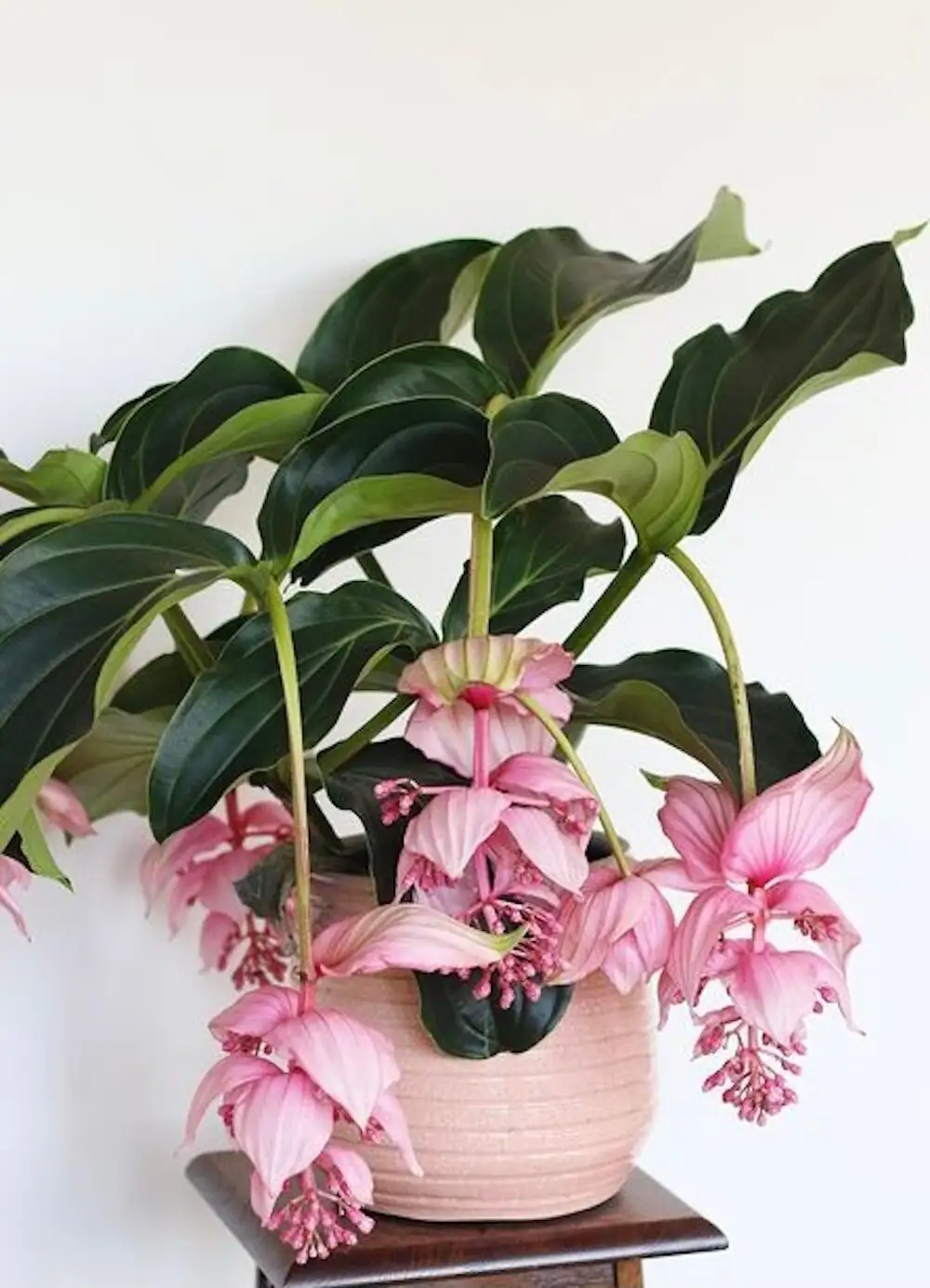 medinilla magnifica rainwater watering can