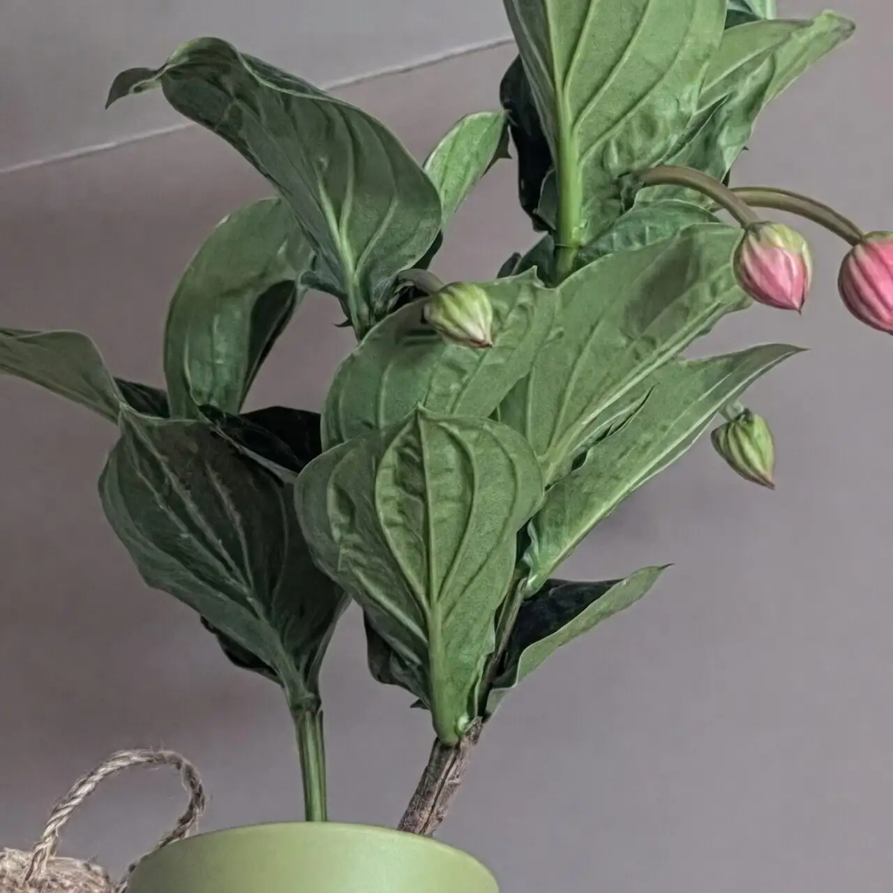 medinilla magnifica top watering with cone