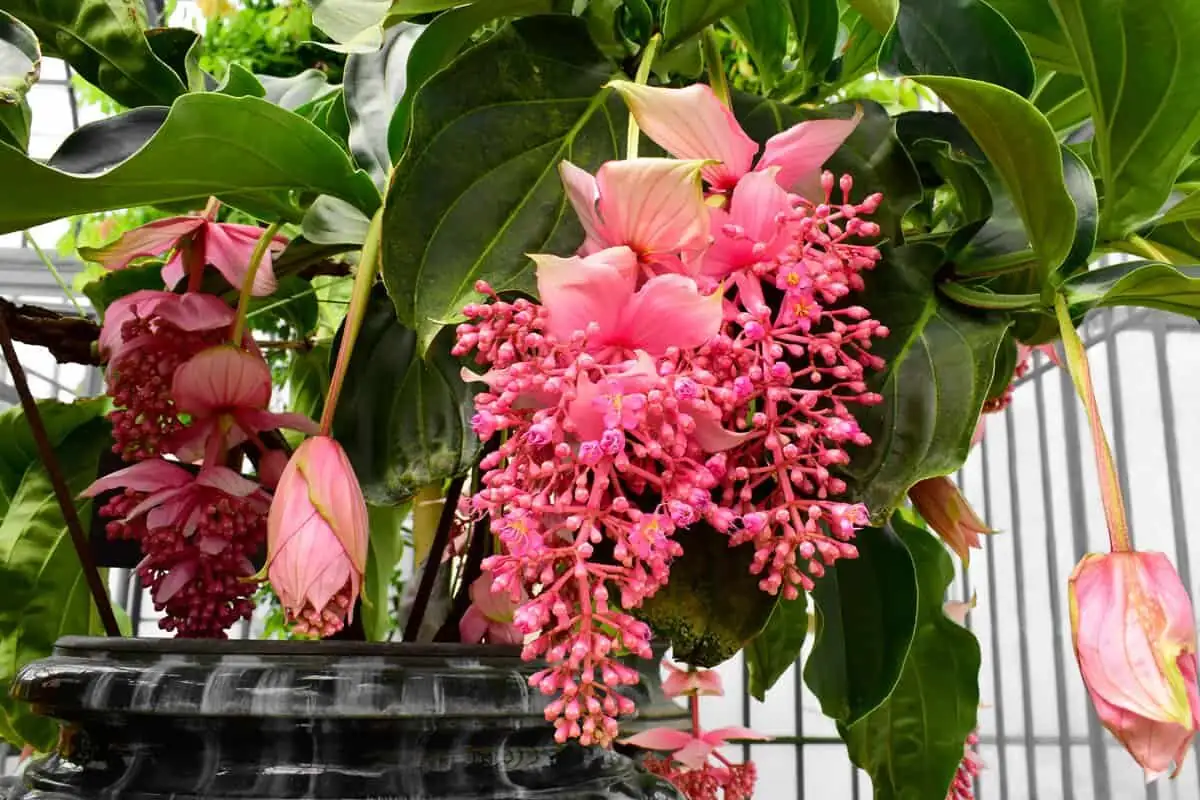 medinilla magnifica indoor window light
