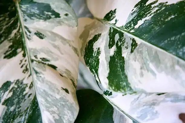 medinilla magnifica repotting bark mix