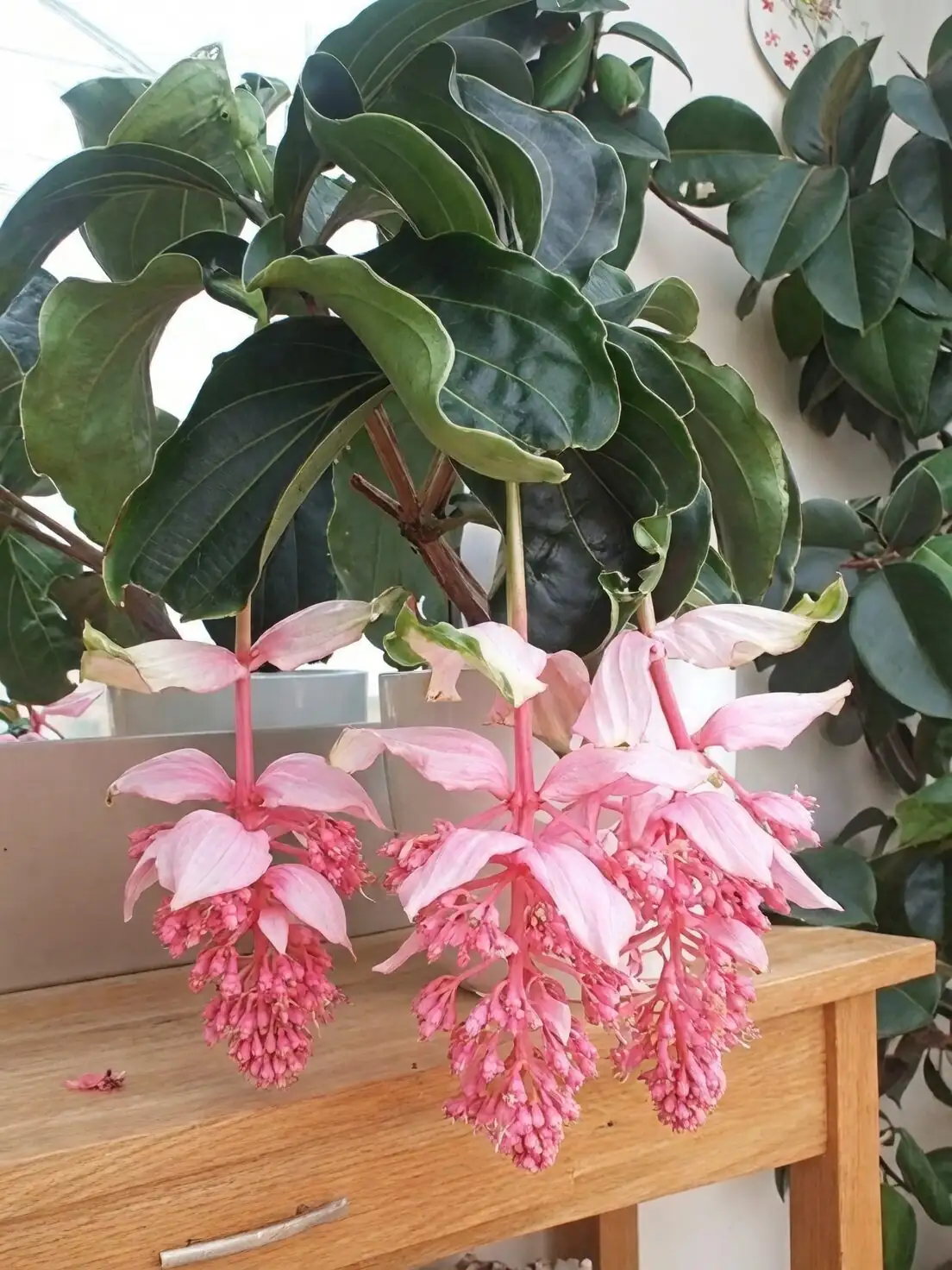 Tropical Dream Team: Pair Medinilla magnifica with Ferns and Hoyas for a Humid, Bright‑Shade Oasis
