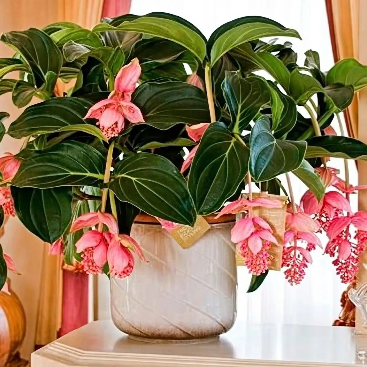 medinilla magnifica draping flowers pedestal