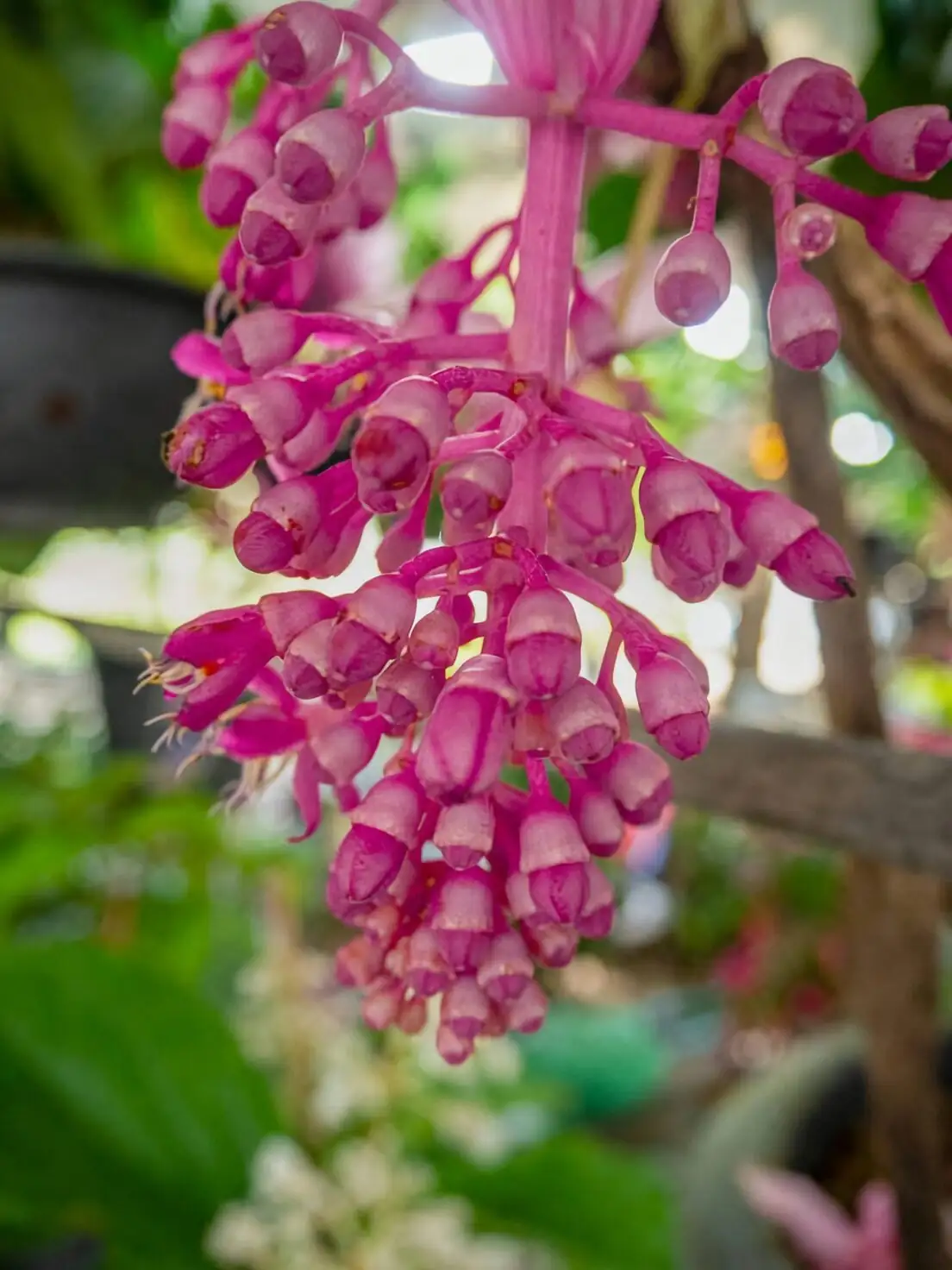 medinilla magnifica east window pedestal