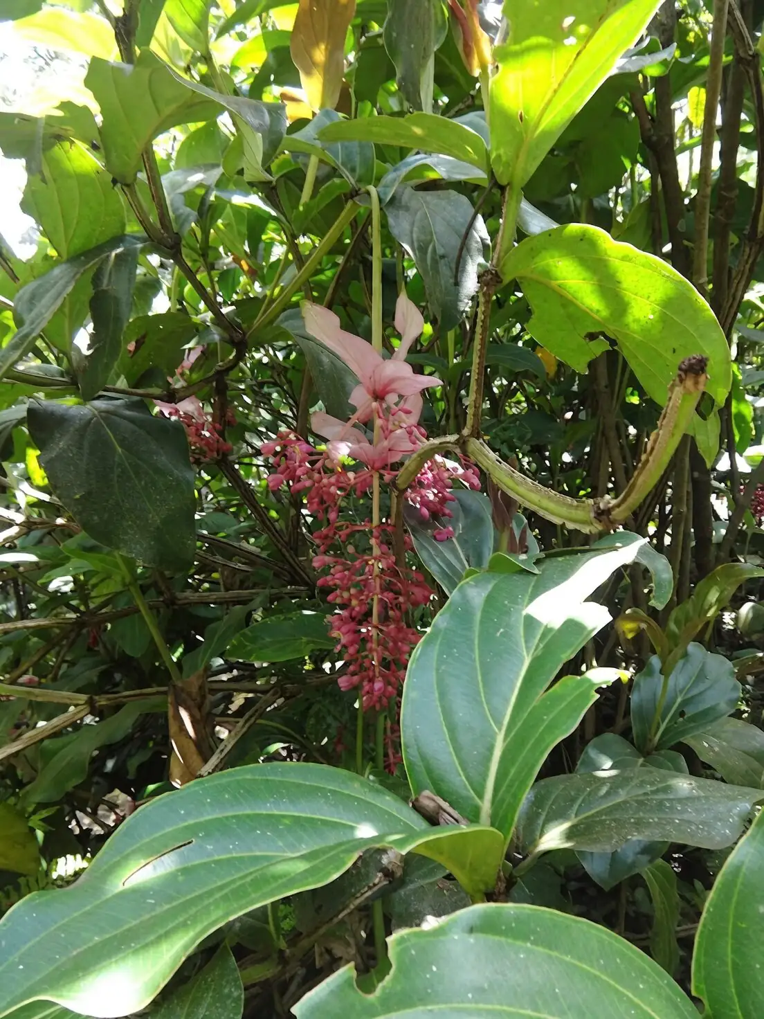 medinilla magnifica leaf underside inspection