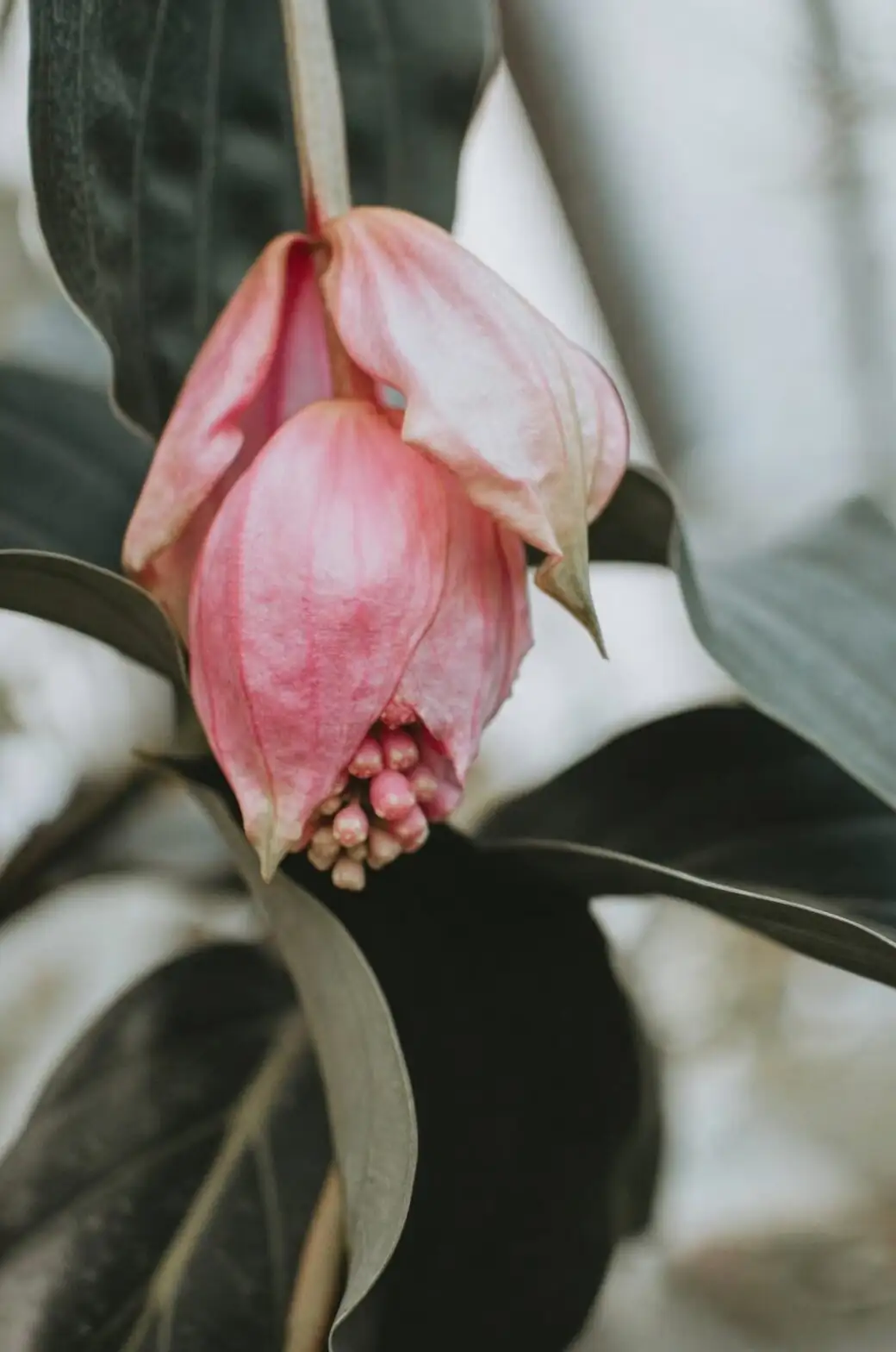 medinilla magnifica pink bracts opening
