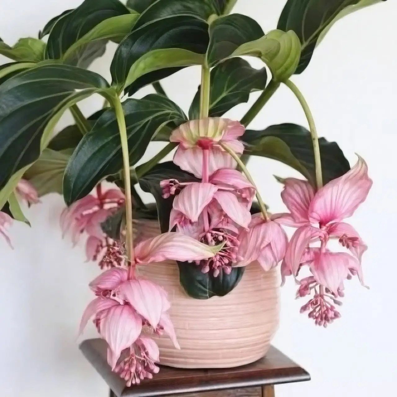 medinilla magnifica sunburned bracts close-up