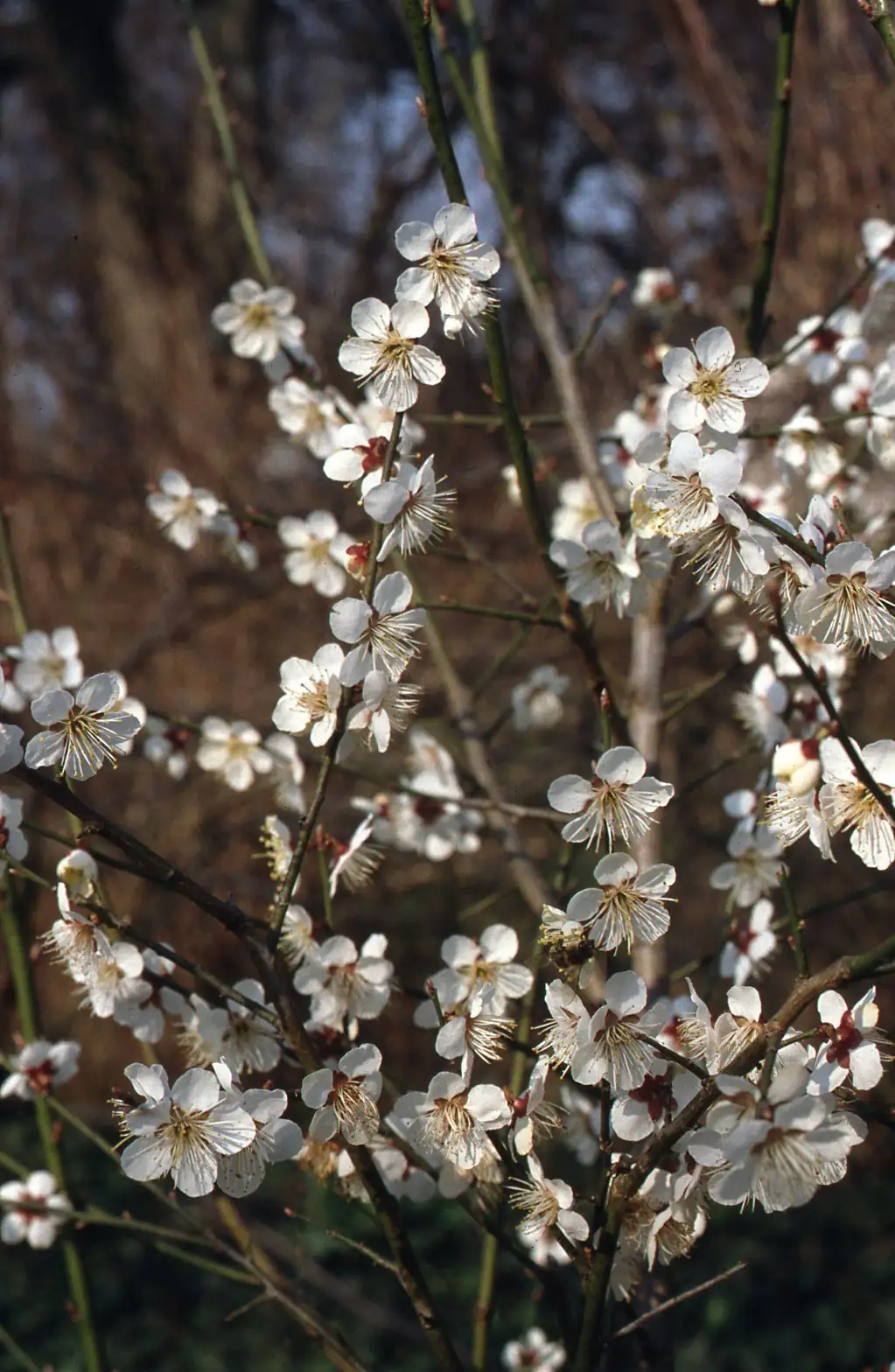 Cool-Bloom Playbook: Make Your Japanese Apricot Explode with Flowers in Late Winter