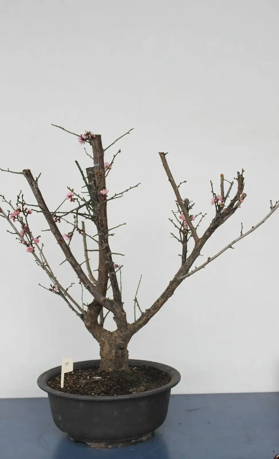 Japanese apricot bonsai flowering