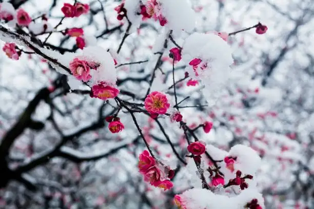 Japanese apricot indoor cool window