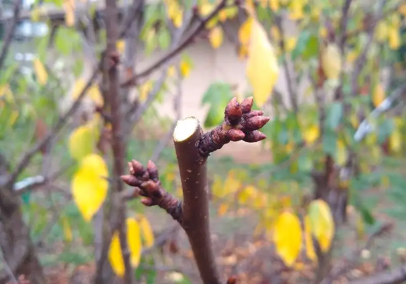 Japanese apricot pruning one-year shoots