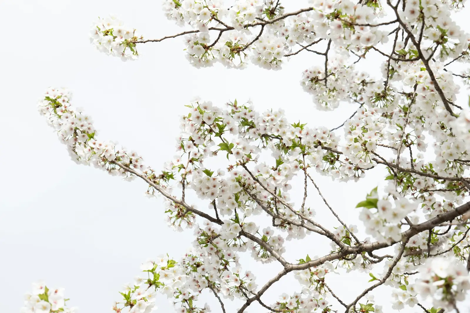 SOS for Ume: Powdery Mildew, Aphids, and Heat-Stressed Leaf Drop—Quick Fixes That Work