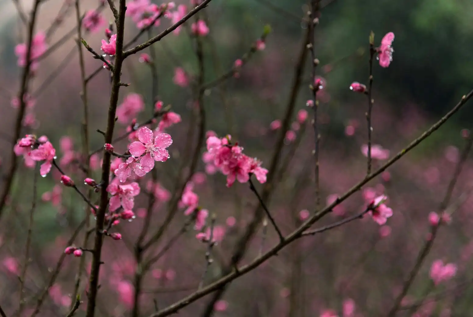 From Mountain Mists to Tea Gardens: The East Asian Journey of Prunus mume