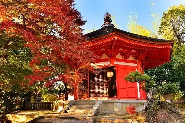 prunus mume festival Japan shrine