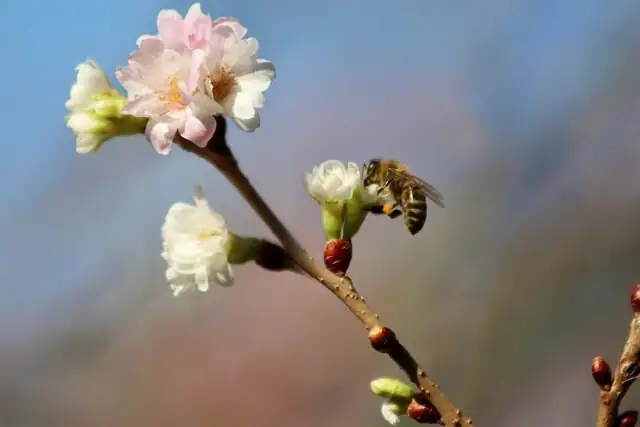 prunus mume pruning one-year shoots