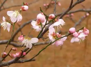 prunus mume pruning one year wood