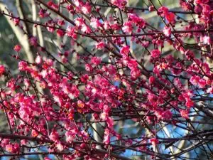 prunus mume smelling outdoors winter