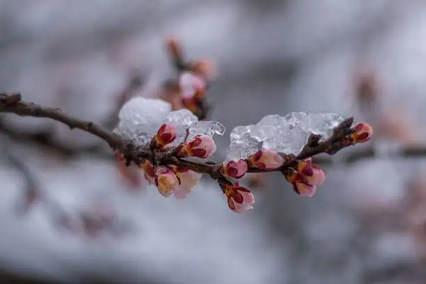 Plum Blossom Flower Language (花语): How Poets Forged a Symbol of Resilience, Hope, and Five Blessings
