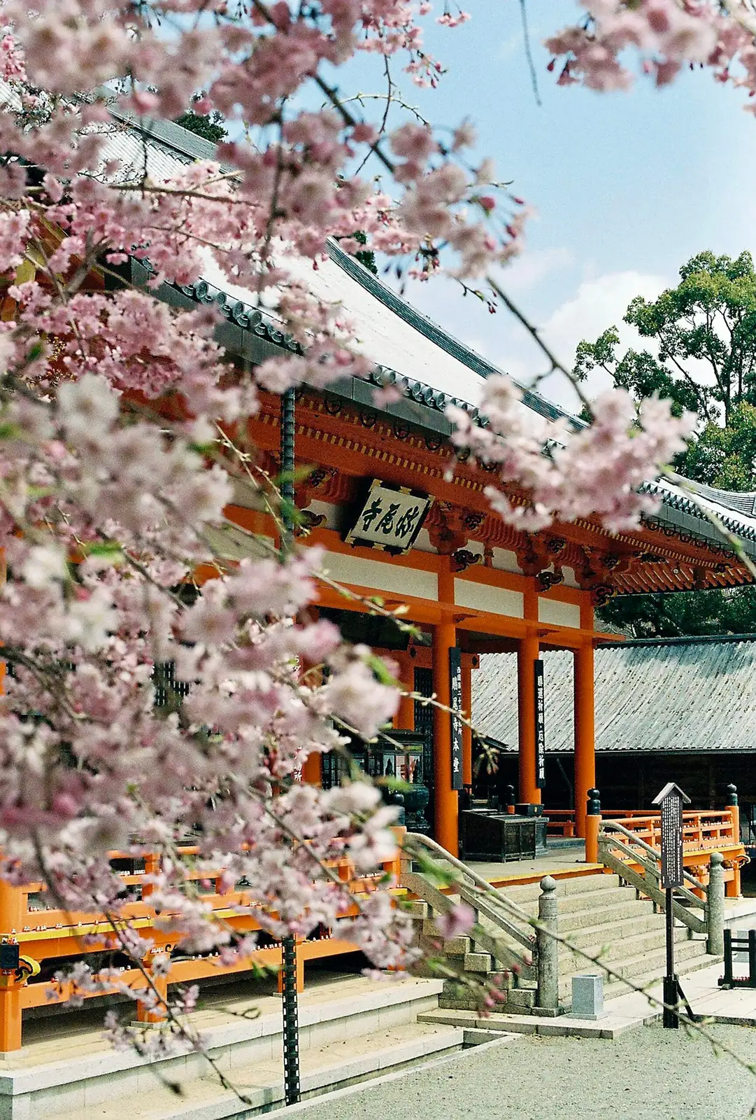 plum blossom festival Japan shrine