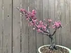 Mini Thunder in February: A Season-by-Season Styling Plan for Ume Bonsai