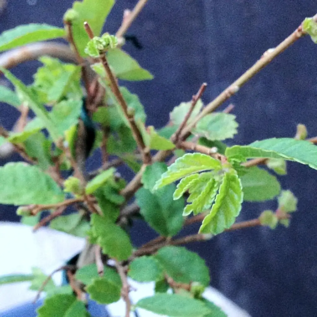 ume bonsai summer pinching leaves