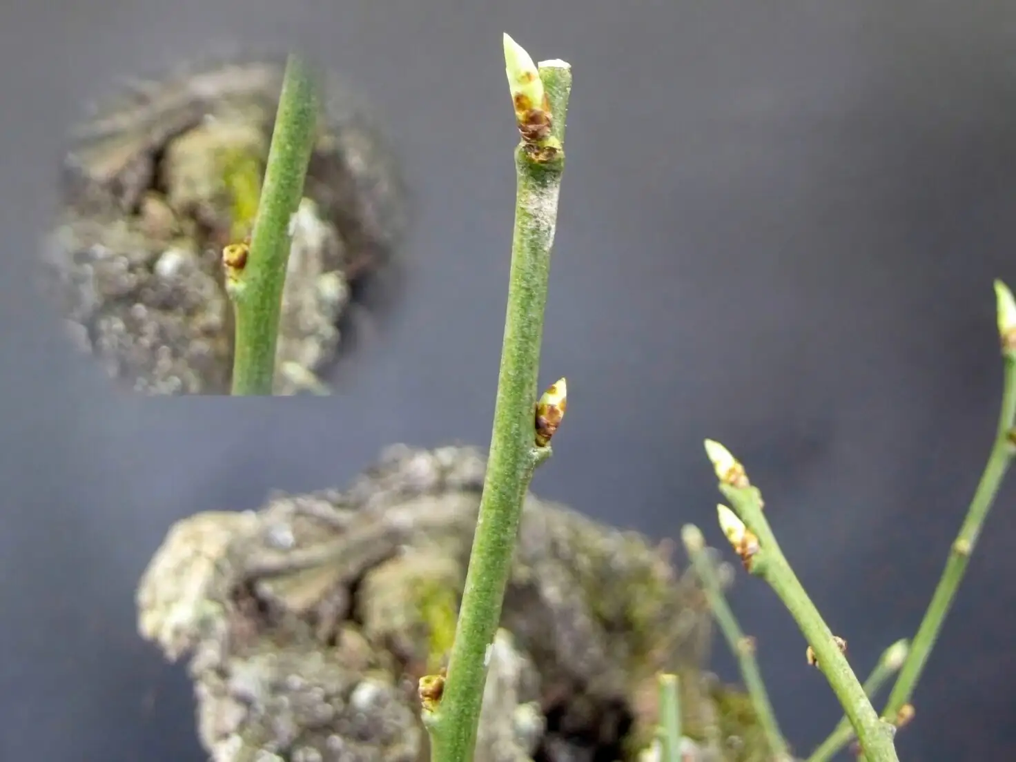 ume bonsai repotting soil mix