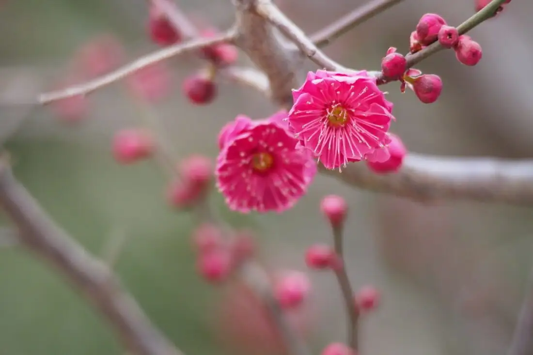 Air-Layer or Graft? Capture Your Favorite Ume Cultivar Like a Pro