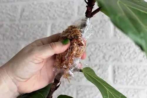 prunus mume air layering moss wrap