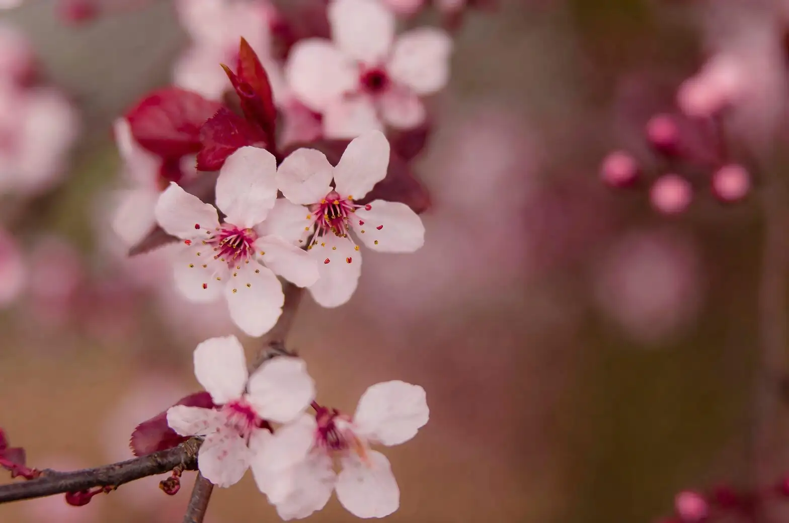 prunus mume whip and tongue graft