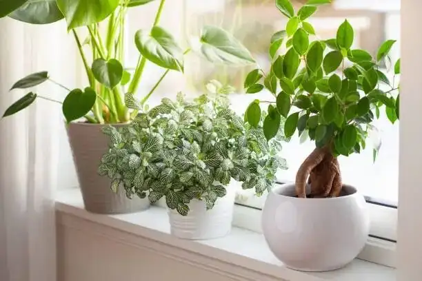 Fragrance First: Forcing and Styling Cut Ume Branches for Lunar New Year Magic