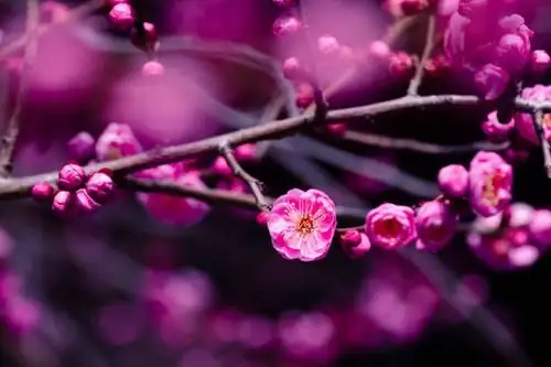 prunus mume flower buds closeup