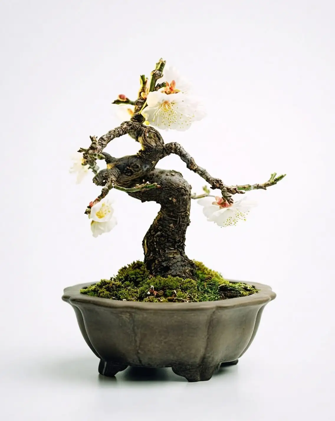 prunus mume ikebana kenzan bowl