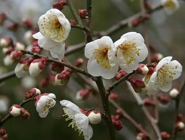 potted prunus mume cool window
