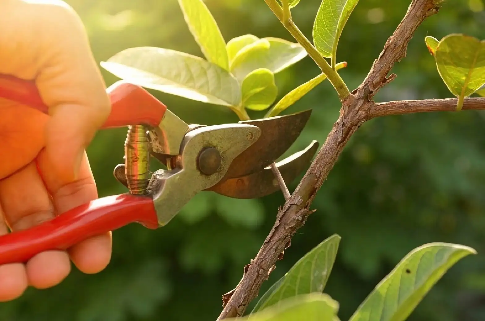 Prunus mume pruning two-bud cut