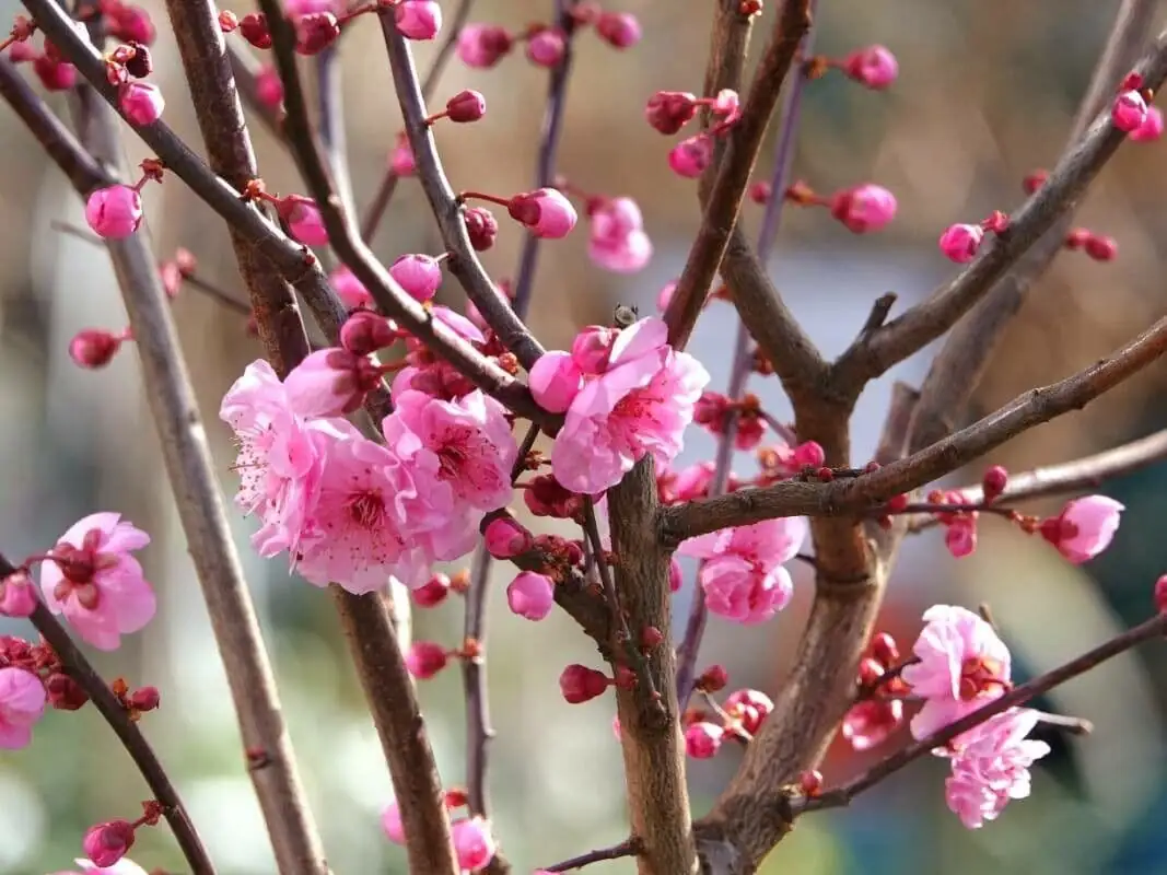 Prunus mume crossing branches removal