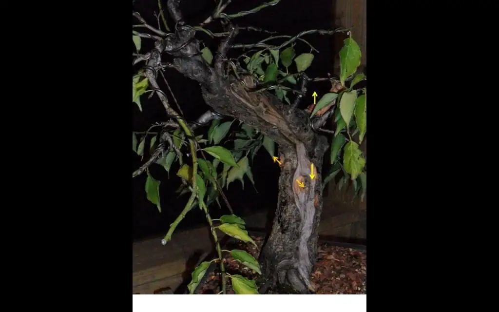 Prunus mume upright shoots trimming