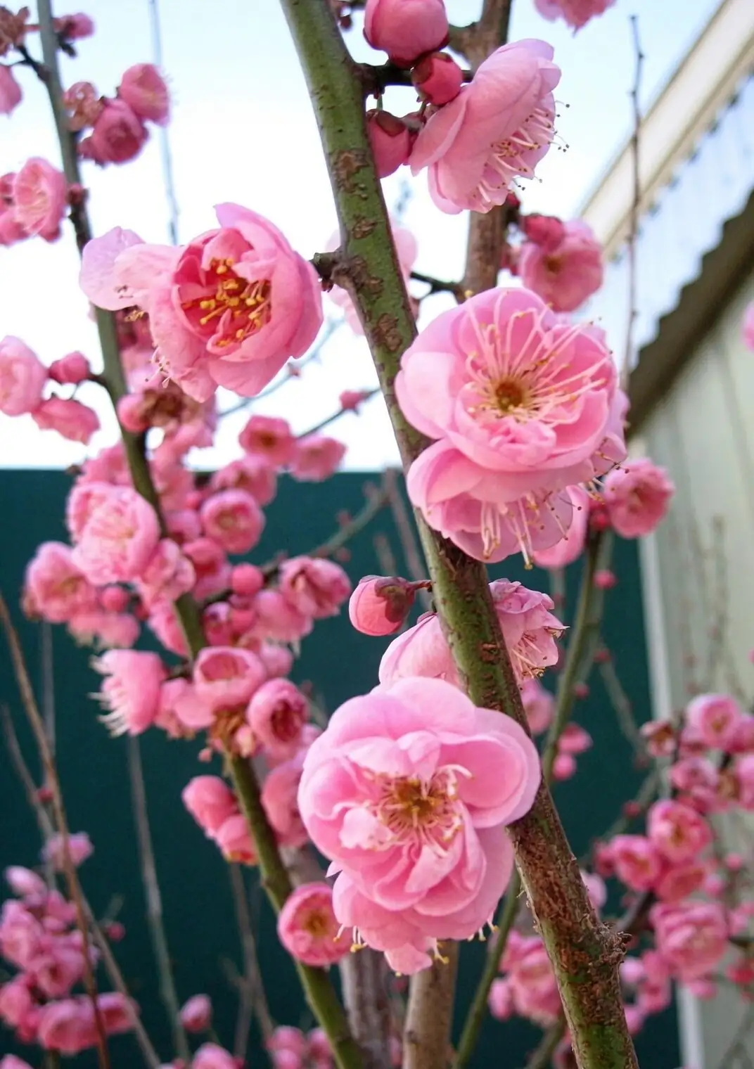 Prunus mume bonsai wiring close-up