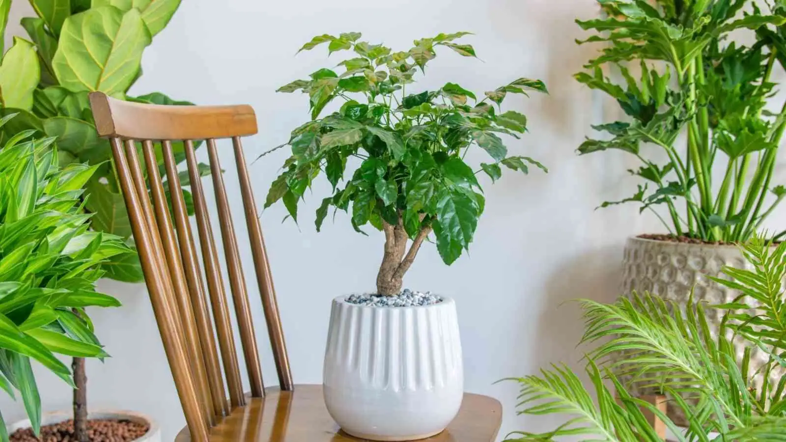 china doll plant pebble tray humidifier