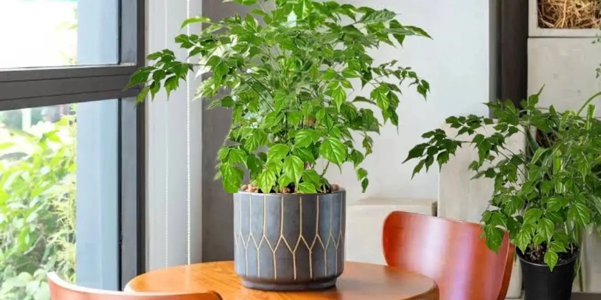 china doll plant watering sink drainage