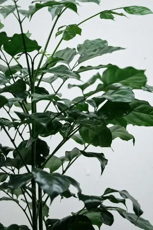 china doll scale insects on stem
