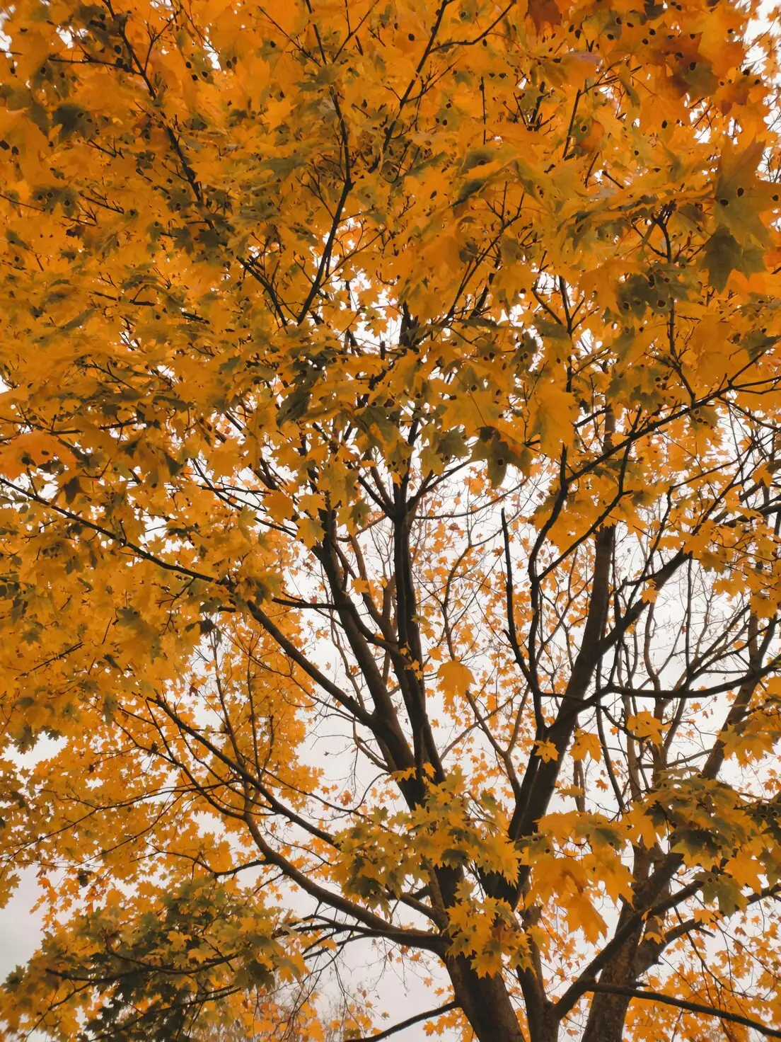china doll leaf spot yellow halos