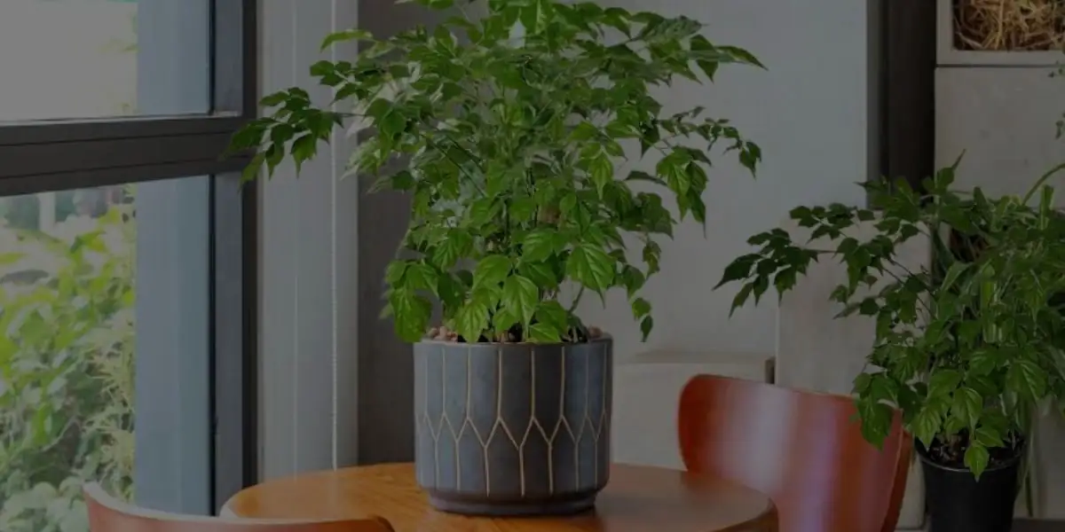 From Southern China’s Forests to a 1980s Houseplant Icon: The Surprising Rise of the ‘China Doll’
