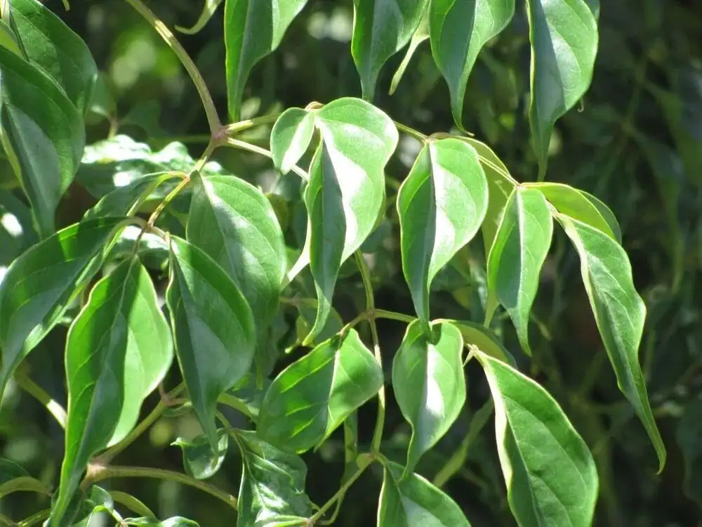 China doll plant forest understory