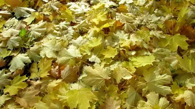china doll plant fallen leaves floor