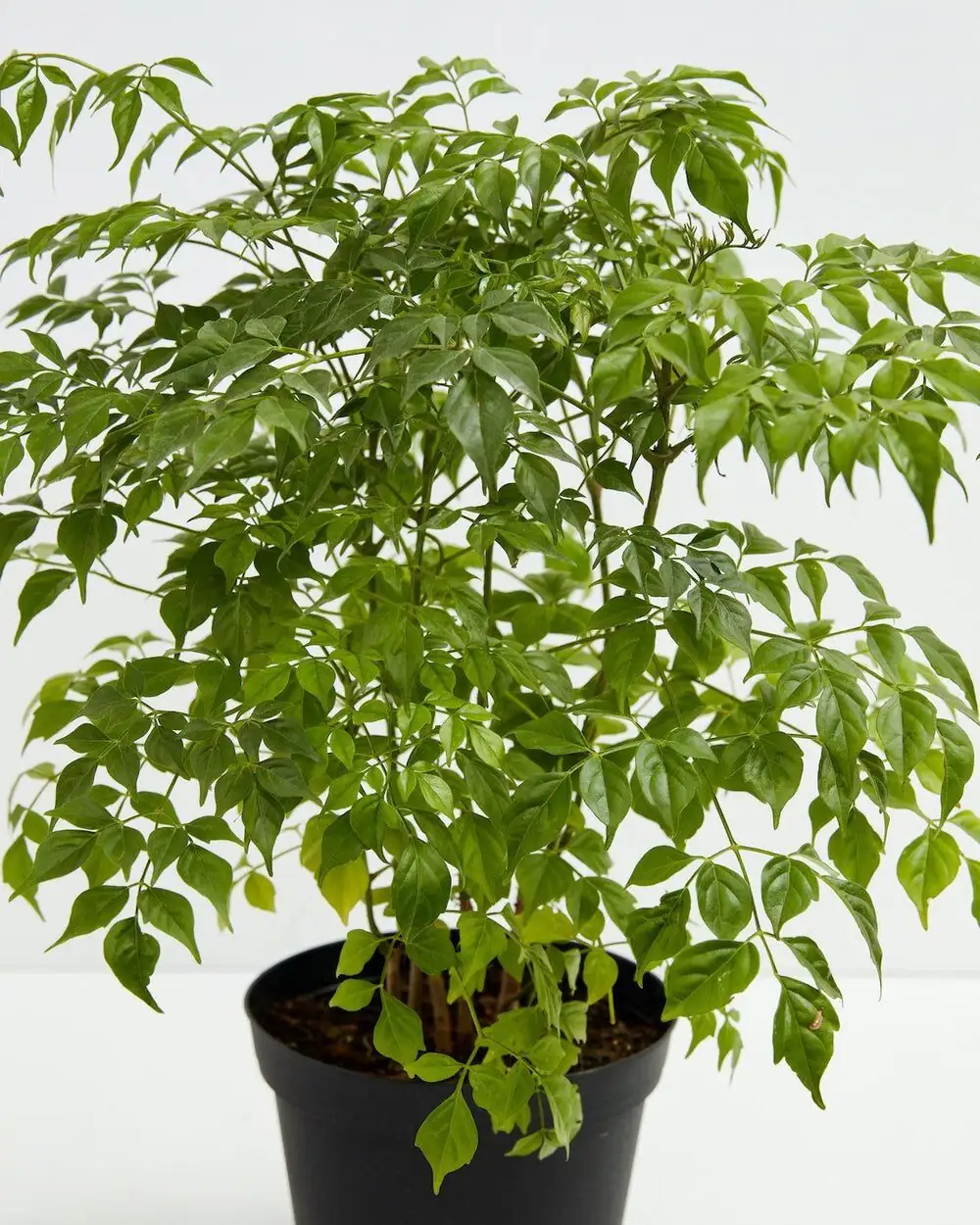 China doll plant tiered leaves close-up