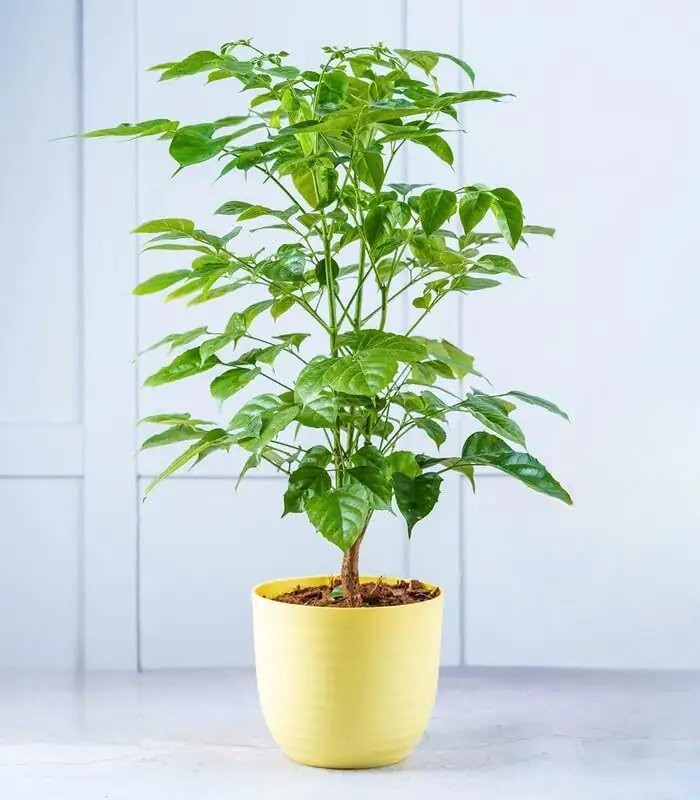 China doll plant home office desk