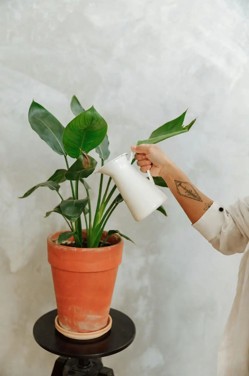 China doll plant watering can indoor