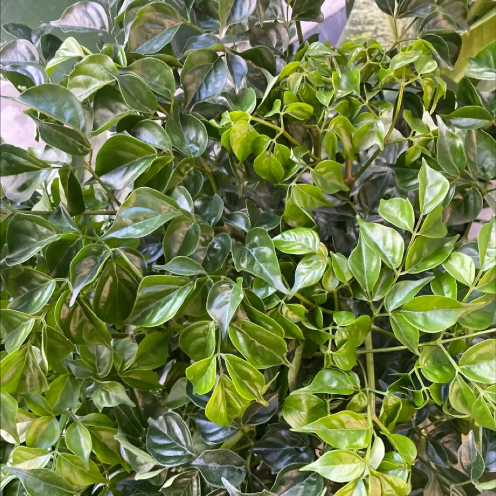 China doll plant tiered leaves close-up