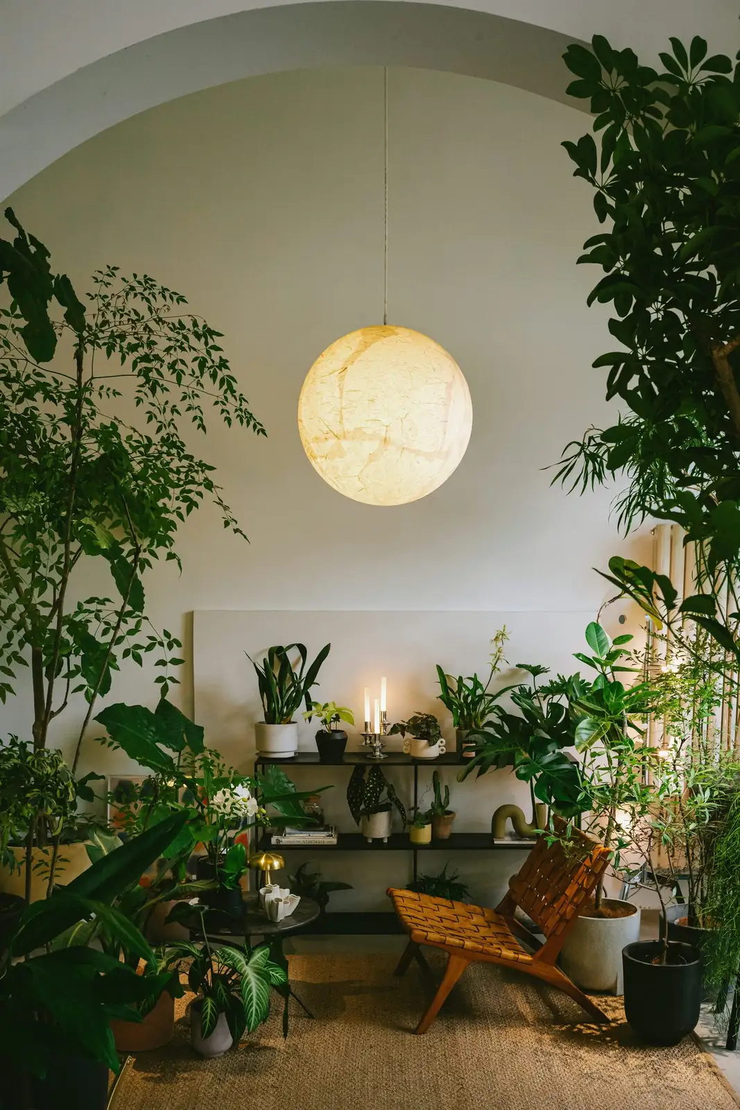 China doll plant living room divider