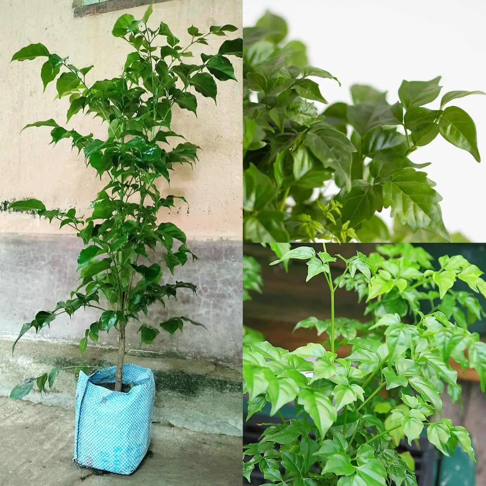 China doll plant beside desk
